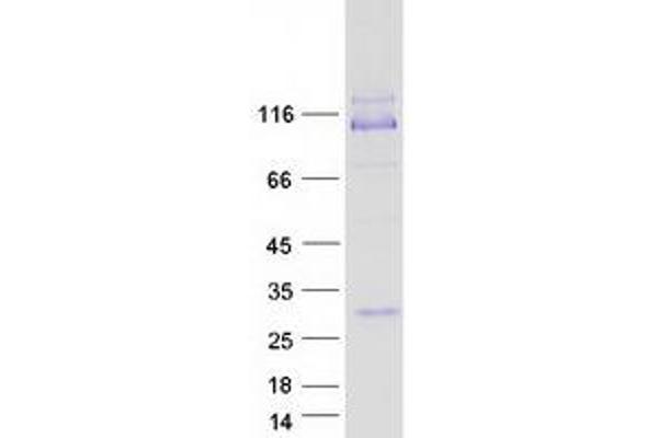 IMPG1 Protein (Myc-DYKDDDDK Tag)