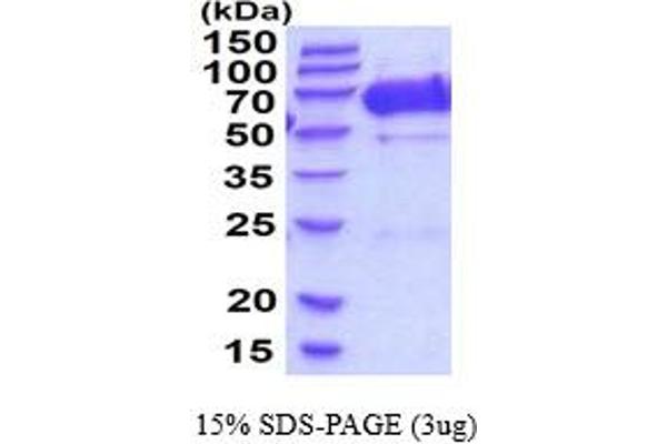 FLRT2 Protein (AA 36-541) (His tag)