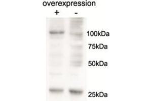 Western Blotting (WB) image for anti-Alanyl-tRNA Synthetase 2, Mitochondrial (AARS2) (AA 478-489), (Internal Region) antibody (ABIN1105151) (AARS2 anticorps  (Internal Region))