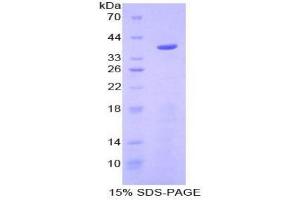 SDS-PAGE analysis of Mouse Apolipoprotein C1 Protein. (APOC1 Protéine)