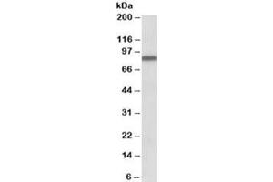 Western blot testing of human heart lysate with APPL antibody at 0. (APPL1 anticorps)