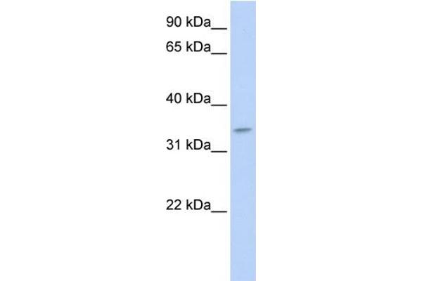 TNMD anticorps  (N-Term)