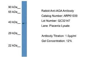 Western Blotting (WB) image for anti-Aspartylglucosaminidase (AGA) (Middle Region) antibody (ABIN786322) (AGA anticorps  (Middle Region))