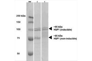 Western Blot analysis of Human A431 and HEK293 cell lysates showing detection of HSF1 protein using Rat Anti-HSF1 Monoclonal Antibody, Clone 10H4 . (HSF1 anticorps  (Atto 488))