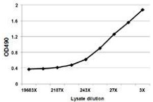 Sandwich ELISA detection sensitivity ranging from approximately 729x to 3x dilution of the F2 293T overexpression lysate (non-denatured). (F2 (Humain) Matched Antibody Pair)