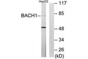 Western Blotting (WB) image for anti-BTB and CNC Homology 1, Basic Leucine Zipper Transcription Factor 1 (BACH1) (AA 131-180) antibody (ABIN2889311) (BACH1 anticorps  (AA 131-180))