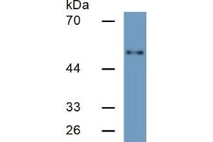 Rabbit Detection antibody from the kit in WB with Positive Control: Sample Human HepG2 cell lysate;. (HPSE Kit ELISA)