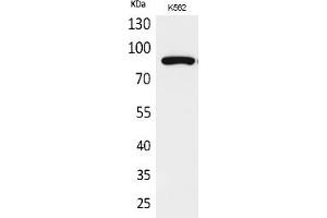 Western Blot analysis of K562 cells using Acetyl-HSP 90 (K292/284) Polyclonal Antibody. (HSP90 anticorps  (acLys284, acLys292))