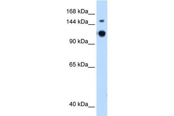 GAPVD1 anticorps  (N-Term)