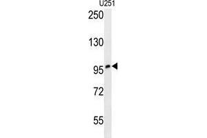 ZNF197 Antibody (N-term) western blot analysis in U251 cell line lysates (35 µg/lane). (ZNF197 anticorps  (N-Term))