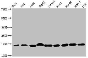 Western Blot Positive WB detected in: Hela whole cell lysate, 293 whole cell lysate, A549 whole cell lysate, HepG2 whole cell lysate, Jurkat whole cell lysate, K562 whole cell lysate, HL60 whole cell lysate, MCF-7 whole cell lysate, LO2 whole cell lysate All lanes: HIST1H3A antibody at 1:500 Secondary Goat polyclonal to rabbit IgG at 1/40000 dilution Predicted band size: 16 kDa Observed band size: 16 kDa (HIST1H3A anticorps  (meLys36))