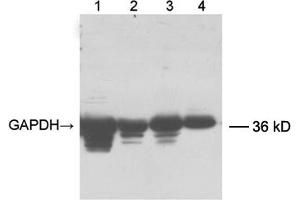 Lane 1: 20 µg fish muscle tissue lysateLane 2: 12 µg chicken muscle tissue lysateLane 3: 20 µg mouse brain tissue lysateLane 4: 32 µg HEK-293 cell lysate Primary antibody: 0. (GAPDH anticorps  (Biotin))