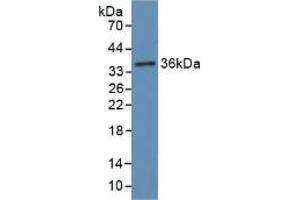 Western blot analysis of recombinant Rat Hpt. (Haptoglobin anticorps  (AA 70-332))