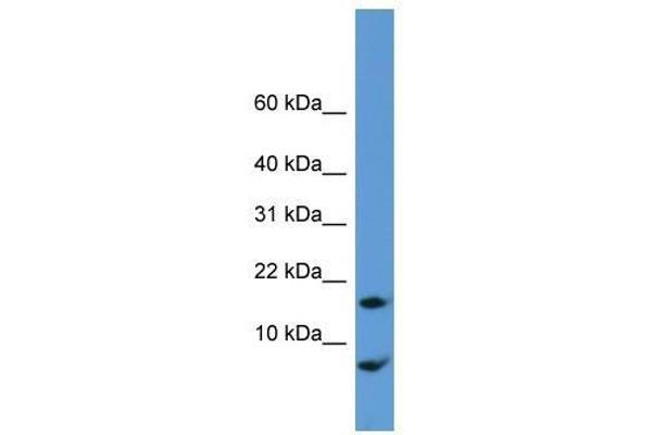 CNIH anticorps  (N-Term)