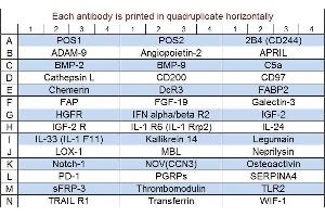 Image no. 1 for Human Cytokine Array Q6 (ABIN4956058) (Humain Cytokine Array Q6)
