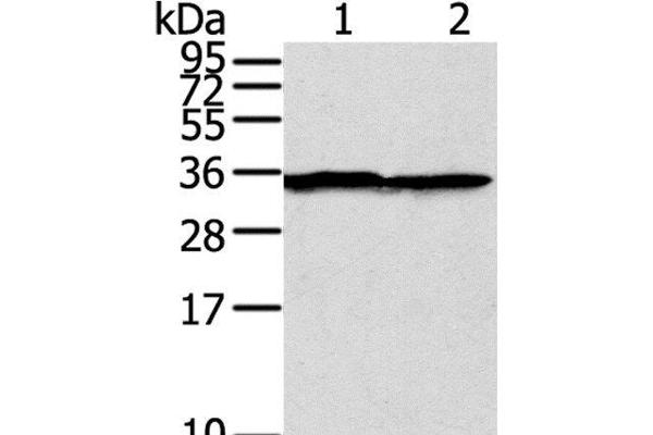 STX3 anticorps