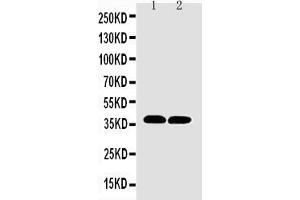 Anti-MTCO1 antibody, Western blotting Lane 1: Rat Heart Tissue Lysate Lane 2: Mouse Heart Tissue Lysate (COX1 anticorps  (C-Term))