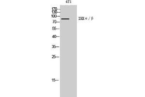 Western Blot analysis of 4T1 cells using IKKα/β Polyclonal Antibody diluted at 1:1000. (IKK-alpha /IKK-beta anticorps)