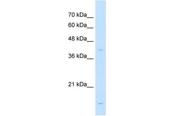 LMAN2 anticorps  (N-Term)