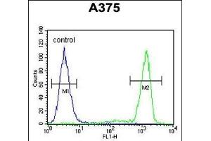 TCPR1 Antibody (N-term) (ABIN390828 and ABIN2841056) flow cytometric analysis of  cells (right histogram) compared to a negative control cell (left histogram). (TECPR1 anticorps  (N-Term))