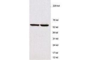 Western Blotting (WB) image for anti-T-Bet antibody (ABIN2665382) (T-Bet anticorps)