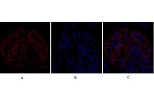 Immunofluorescence analysis of rat kidney tissue. (EIF2A anticorps)