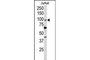 Western blot analysis of POLD1 Antibody (Center) (ABIN650753 and ABIN2839484) in Jurkat cell line lysates (35 μg/lane). (POLD1 anticorps  (AA 710-739))
