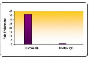Chromatin IP: ChIP performed using HeLa Chromatin (1. (Histone H4 anticorps)