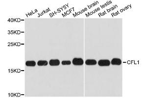 Western blot analysis of extracts of various cell lines, using CFL1 antibody (ABIN1875411) at 1:3000 dilution. (Cofilin anticorps)