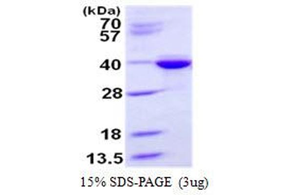 STX3 Protein (His tag)