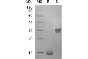 Greater than 95 % as determined by reducing SDS-PAGE. (PDGF-BB Homodimer Protéine)