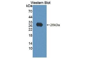 Figure. (BPGM anticorps  (AA 29-242))