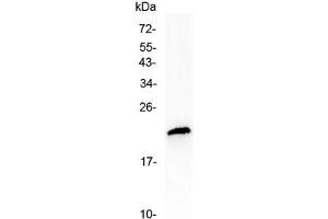 Western blot testing of human MCF7 cell lysate with TMEM107 antibody at 0. (TMEM107 anticorps  (AA 22-57))
