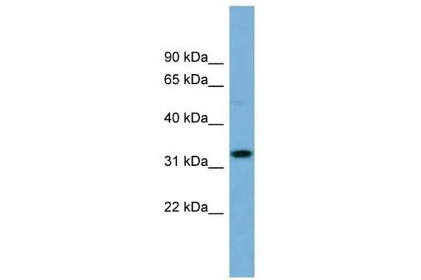 OR6C68 anticorps  (N-Term)