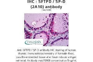 Image no. 1 for anti-Surfactant Protein D (SFTPD) (AA 21-376), (full length) antibody (ABIN1723757) (SFTPD anticorps  (full length))