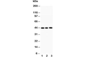 Caspase-1 antibody and 1. (Caspase 1 anticorps  (AA 249-262))