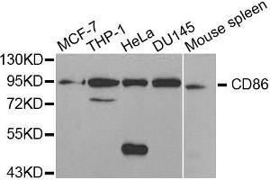 Western blot analysis of extracts of various cell lines, using CD86 antibody. (CD86 anticorps)