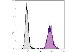 DBA/2 mouse mastocytoma cell line P815 and mB7. (CD86 anticorps)