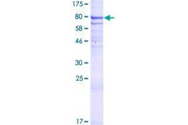 DISP1 Protein (AA 1-542) (GST tag)