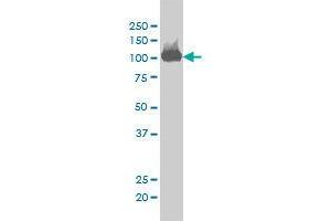 Image no. 3 for anti-CSE1 Chromosome Segregation 1-Like (CSE1L) (AA 872-972) antibody (ABIN465991) (Exportin 2 anticorps  (AA 872-972))