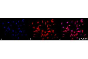 Immunocytochemistry/Immunofluorescence analysis using Rat Anti-HSF1 Monoclonal Antibody, Clone 4B4 . (HSF1 anticorps  (AA 425-439) (FITC))