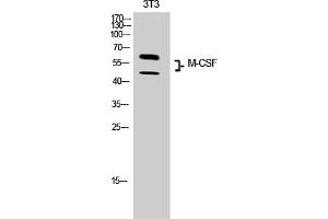 Western Blot analysis of 3T3 cells using M-CSF Polyclonal Antibody. (M-CSF/CSF1 anticorps  (C-Term))