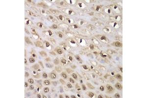 Immunohistochemistry of paraffin-embedded human esophagus using INTS5 antibody  at dilution of 1:100 (40x lens). (INTS5 anticorps  (AA 120-400))