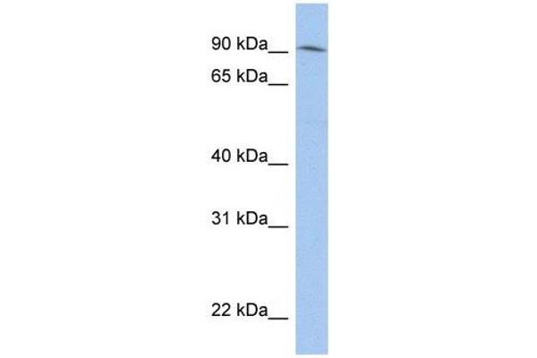 LRRC33 anticorps  (N-Term)