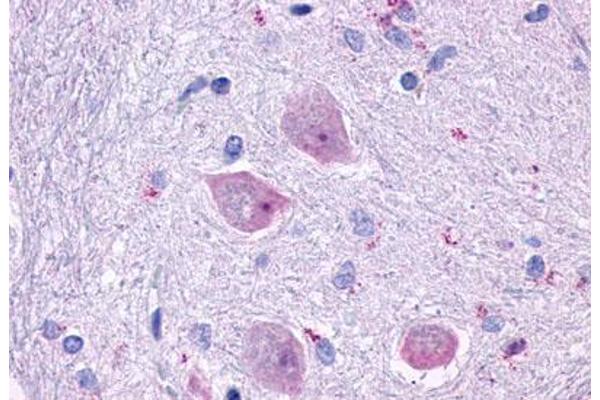 CHRM4 anticorps  (Cytoplasmic Domain)