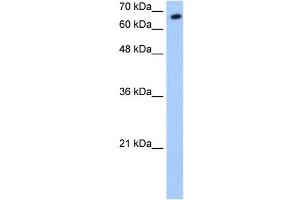 SYVN1 antibody used at 0. (SYVN1 anticorps  (C-Term))