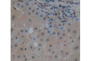 IHC-P analysis of Kidney tissue, with DAB staining. (BIRC2 anticorps  (AA 344-593))