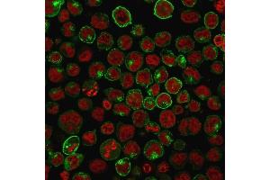 Immunofluorescence Analysis of Human K562 cells labeling CD71 with CD71 Mouse Monoclonal Antibody (TFRC/1059) followed by Goat anti-Mouse IgG-CF488 (Green). (Transferrin Receptor anticorps)