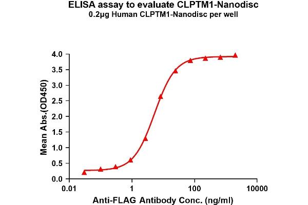 CLPTM1 Protéine