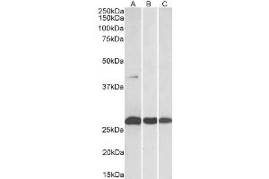 ABIN2562312 (0. (DUSP6 anticorps  (C-Term))
